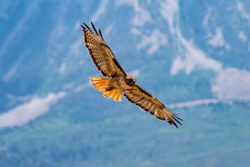 red tail hawk