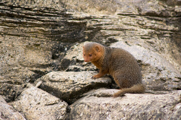 Dwarf_Mongoose_2
