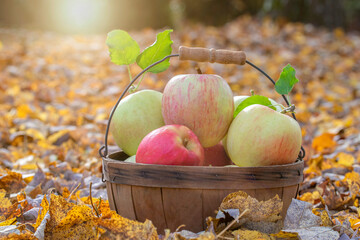 Basket of apples sitting in a field of leaves