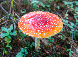 Amanita muscaria