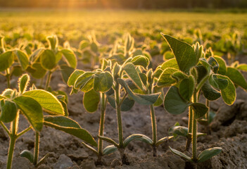 Young soy plants, growing in a field, backlit by early morning light
