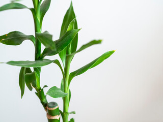 Fototapeta na wymiar Close up of bamboo leaves on white background. Lucky bamboo plant for peaceful and tranquil environment. Decorative house plant. Bamboo detail leaf with copy space.