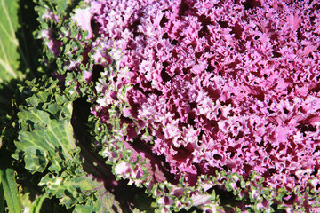 Color Cabbage close-up,beautiful colorful cabbage leaves with dew in winter,Ornamental Cabbage,Flowering Cabbage,Ornamental Kale
