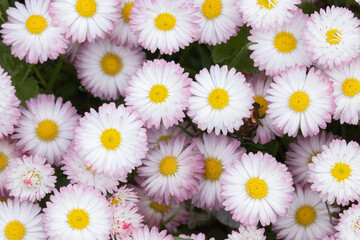Spring bedding of a flowering English daisy, Bellis perennis in Northern Europe. 