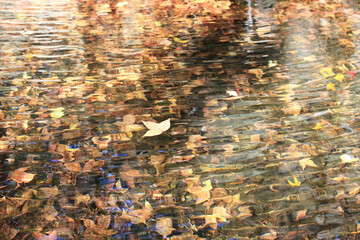autumn fallen leaves with different colors partly floating over the surface of the pond and partly sank and laying under the water surface 