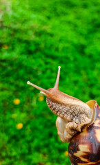 Grape snail creeping on green background. Brown long big snail round shell with stripes and with long horns.
