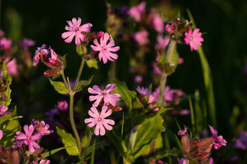 Beautiful Red campion, Silene dioica blooming on a spring evening in Estonia, Northern Europe. 