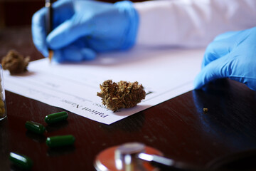 Cannabis bud close up. Doctor in blue gloves writing prescription for medical marijuana. CBD...