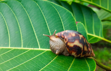 Grape snail creeping on green leaves. Brown long big snail round shell with stripes and with long horns crawling on the green leaf closeup.