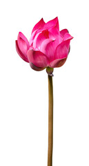 Lotus flower isolated on white background