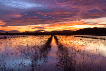 Bello atardecer en los humedales de La Llosa, en la provincia de Castellón. Comunidad Valenciana. España. Europa
