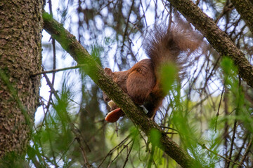 Eichhörnchen sitzt auf einem Baum