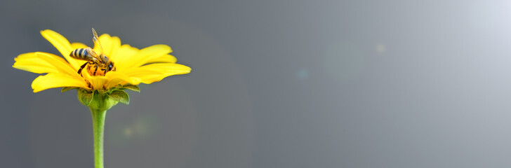 .Bee and flower. Close up of a large striped bee collecting pollen on a yellow flower on gray background. Banner