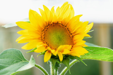 Yellow sunflower in the garden on a sunny day. Summer and autumn background