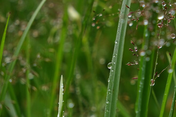 Droplets on a blade of grass