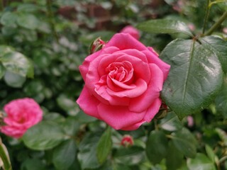 Pink rose with green surroundings
