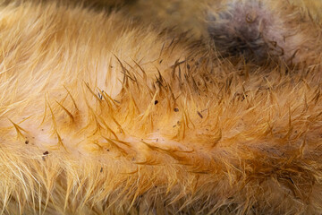 Fleas in dog hair. Fleas run around the dog. Close-up