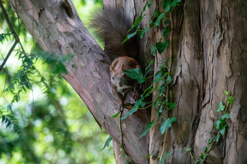 Eichhörnchen sitzt auf einem Baum