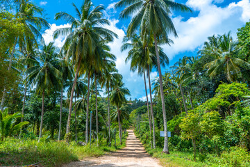 Obraz premium Travel by motorcycle along the roads of Thailand. The tourist season in Asia