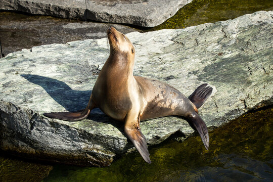 Seal basking in the sun on a stone by the water