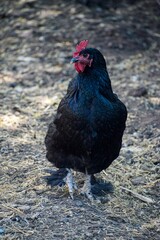 chicken in the farm