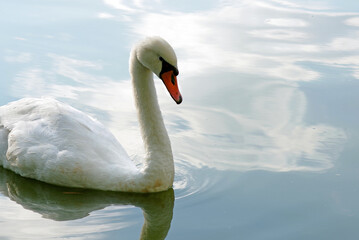 Fototapeta na wymiar Beautiful white swan swimming in water close up. wild bird and river. copy space
