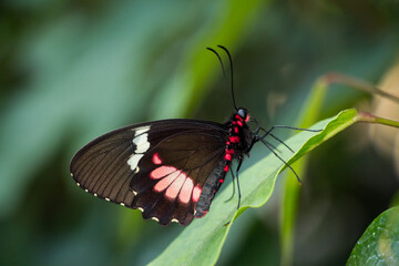 (eurasian) white admiral (limenitis camilla)