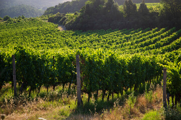 Naklejka premium Toscana , campagna toscana vigneti e colline 