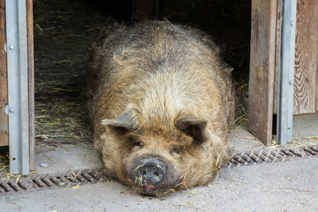 Fat pig sleeping in the sun - Closeup