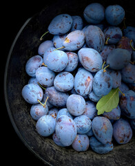 Harvest ripe plums in black basket , selective focus