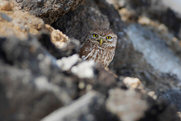 Little owl. Colorful nature background. Athene noctua.  