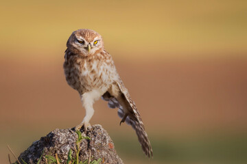 Little owl. Colorful nature background. Athene noctua.  