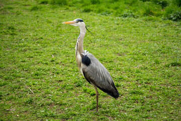 Heron observing in grass - Full Scene