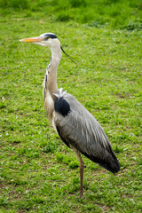 Heron observing in grass - Closeup