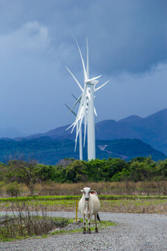 Parque E&oacute;lico en Penonom&eacute;. Vaca