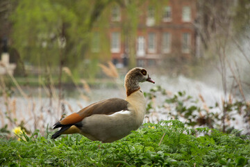 Egyptian goose in high grass in front of water fountain