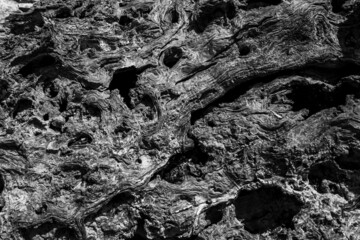 background texture, closeup of an old olive tree in black and white 
