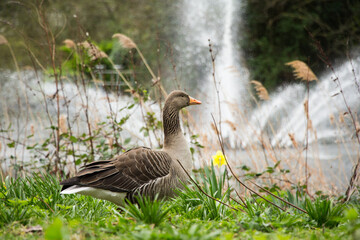 Beautiful goose in front of water fountain