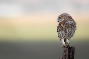 Little owl. Colorful nature background. Athene noctua.  