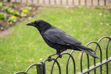 Crow on fence - Closeup