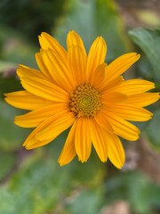 yellow flower