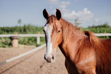 beautiful horse in pasture ranch purebred