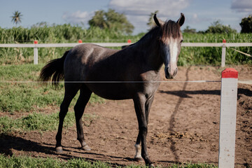 beautiful horse in pasture ranch purebred