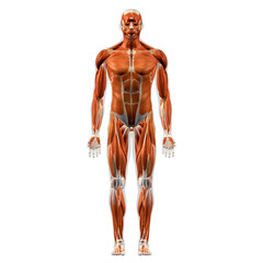 Male Full Body Muscle and Connective Tissue Anatomy, Front View on White Background - obrazy, fototapety, plakaty