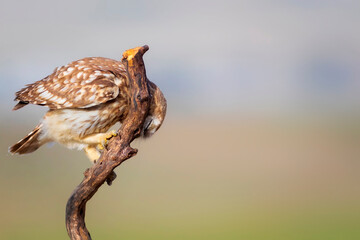 Little owl. Colorful nature background. Athene noctua.  
