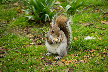 Closeup of a cute wild squirrel eats nut