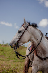 Obraz premium beautiful horse in pasture ranch purebred