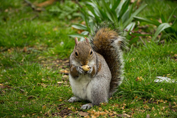 Closeup of a cute wild squirrel eats nut