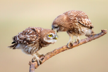 Little owl. Colorful nature background. Athene noctua.  
