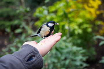 Great tit sits a human hand - wide